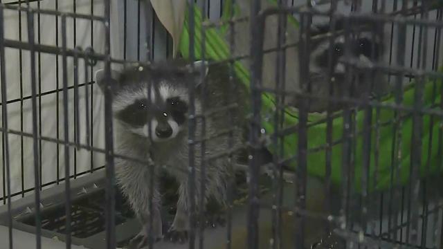 raccoons rescued from heat in cage 