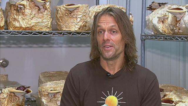 From NFL quarterback to mushroom farmer: Jake Plummer's journey from the  gridiron to the fields of Fort Lupton - CBS Colorado