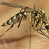 Camden County reports first case of West Nile virus in 2025 