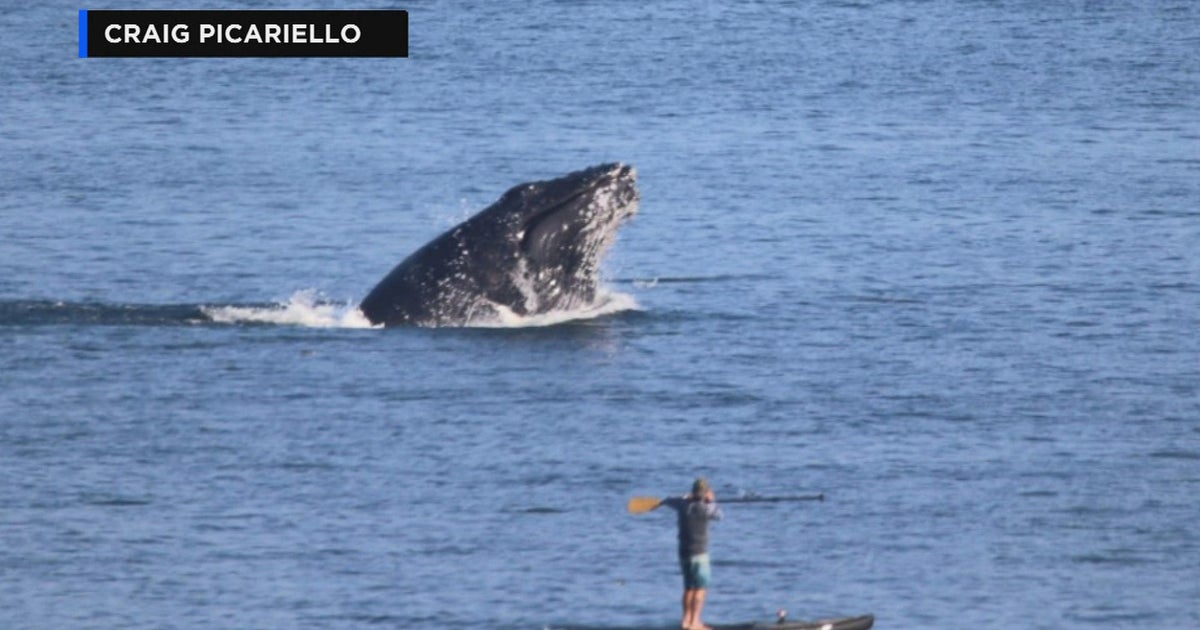 "Just incredible": Whale breaches near paddleboarder off Plymouth coast - Vimarsana News