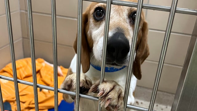 the-mspca-and-neas-will-take-at-least-four-more-trips-to-rescue-beagles.jpg 