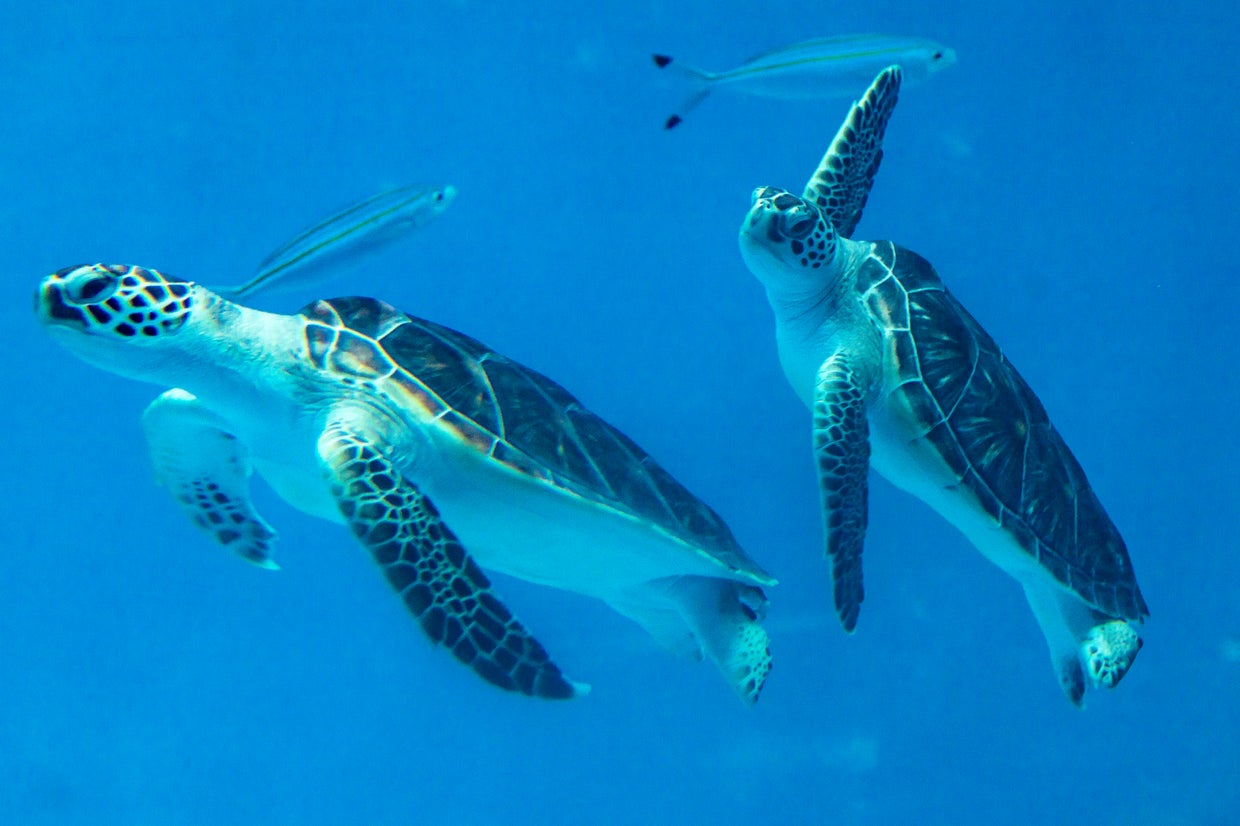dozens-of-sea-turtles-found-stabbed-to-death-off-japanese-island-cbs-news