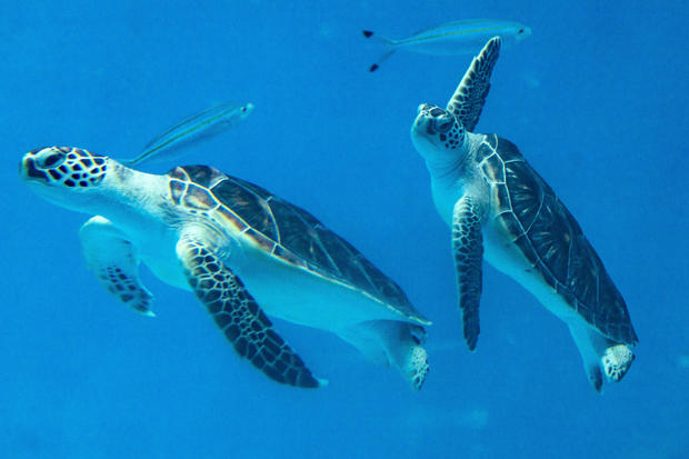 Chelonia mydas mydas or green sea turtles are usually found 
