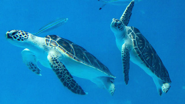 Chelonia mydas mydas or green sea turtles are usually found 