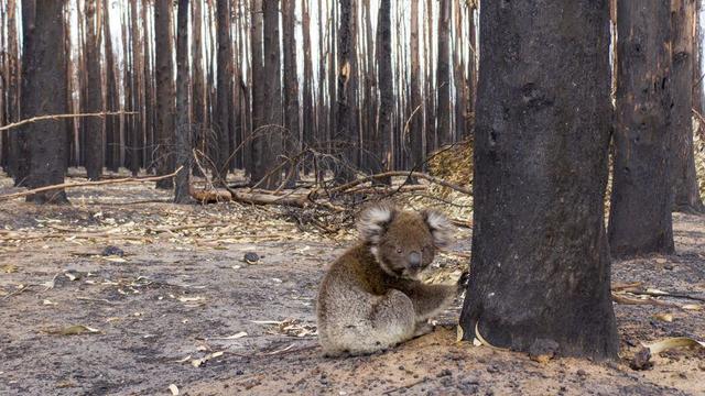 australia-koala-fires-1200088631.jpg 