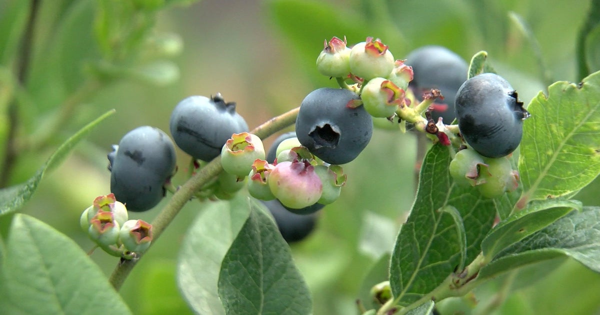Blueberries are bountiful this summer in Minnesota CBS Minnesota