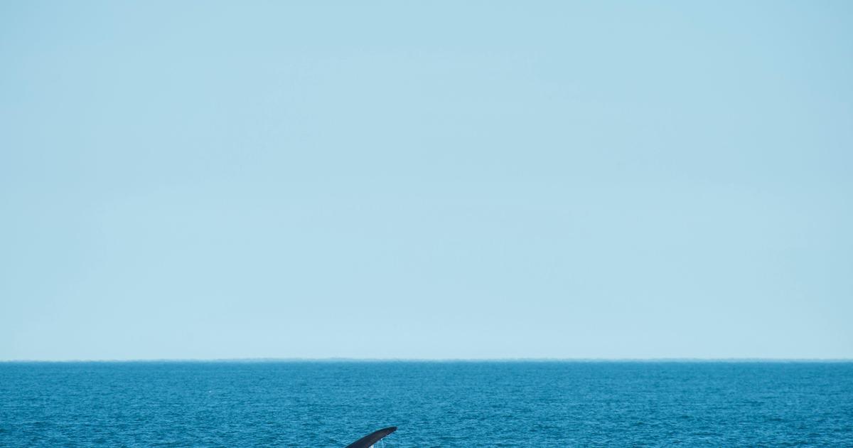 Stunning Photo Shows Paddleboarder S Extremely Close Encounter With A   Gettyimages 1240036912 