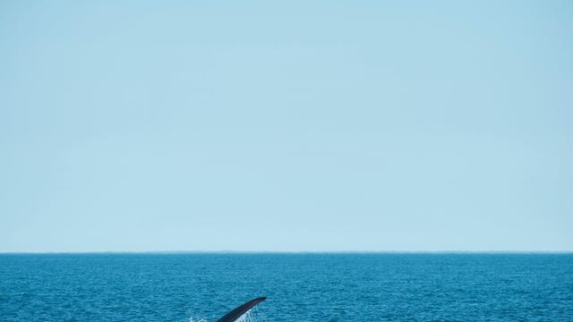 US-ENVIRONMENT-CONSERVATION-RIGHT-WHALES 