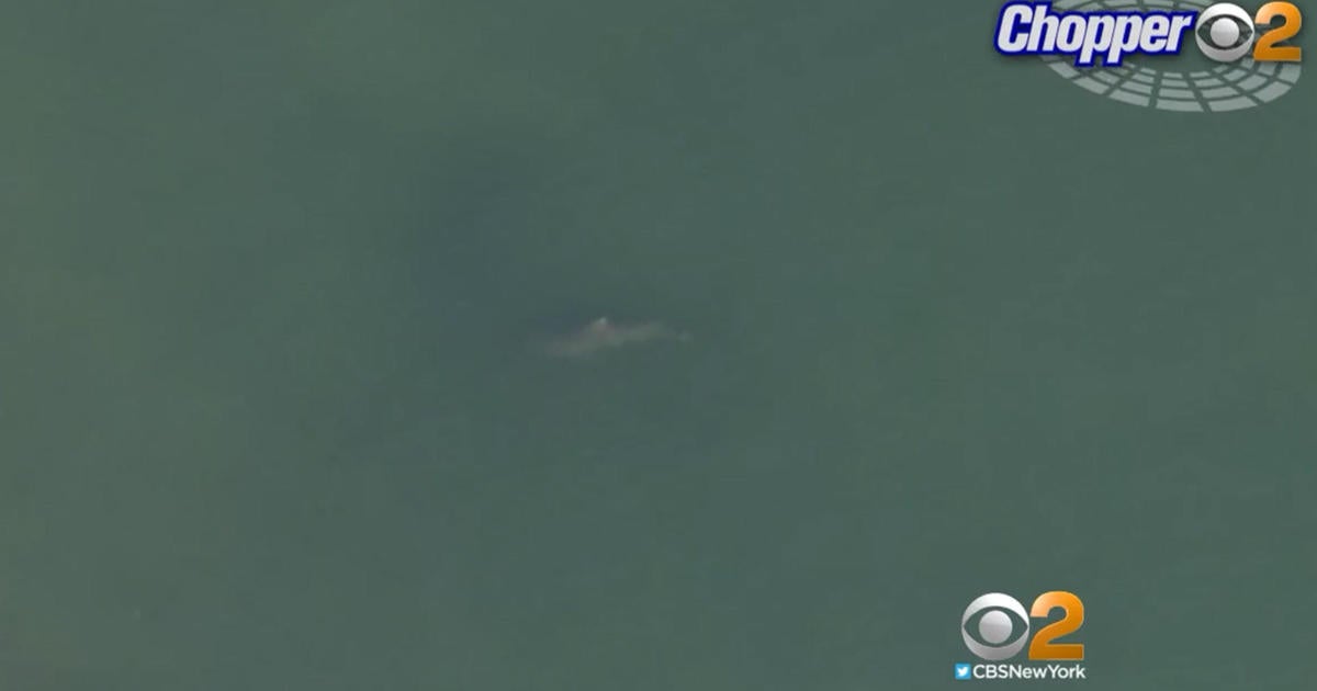 Shark sightings continue across area beaches as crowds look for ways to ...