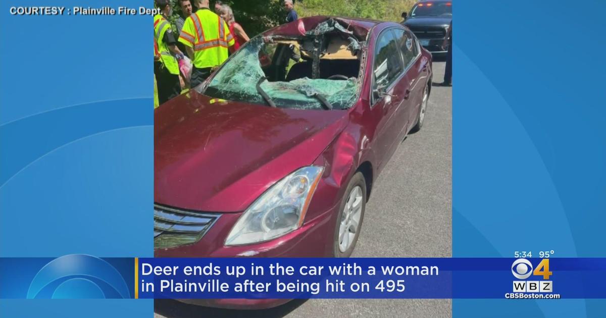 Deer ends up in car with woman on I-495 in Plainville