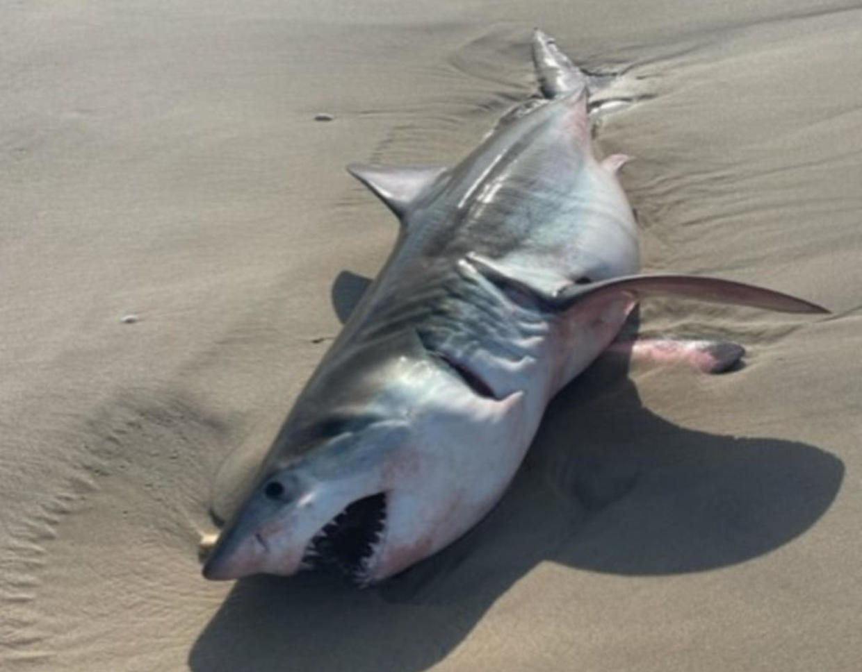 Dead juvenile great white shark washes up on beach in Quogue CBS New York