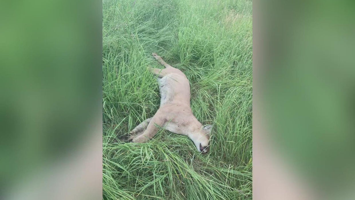 "Incredibly rare" Despite its death, DNR says cougar sighting in Twin