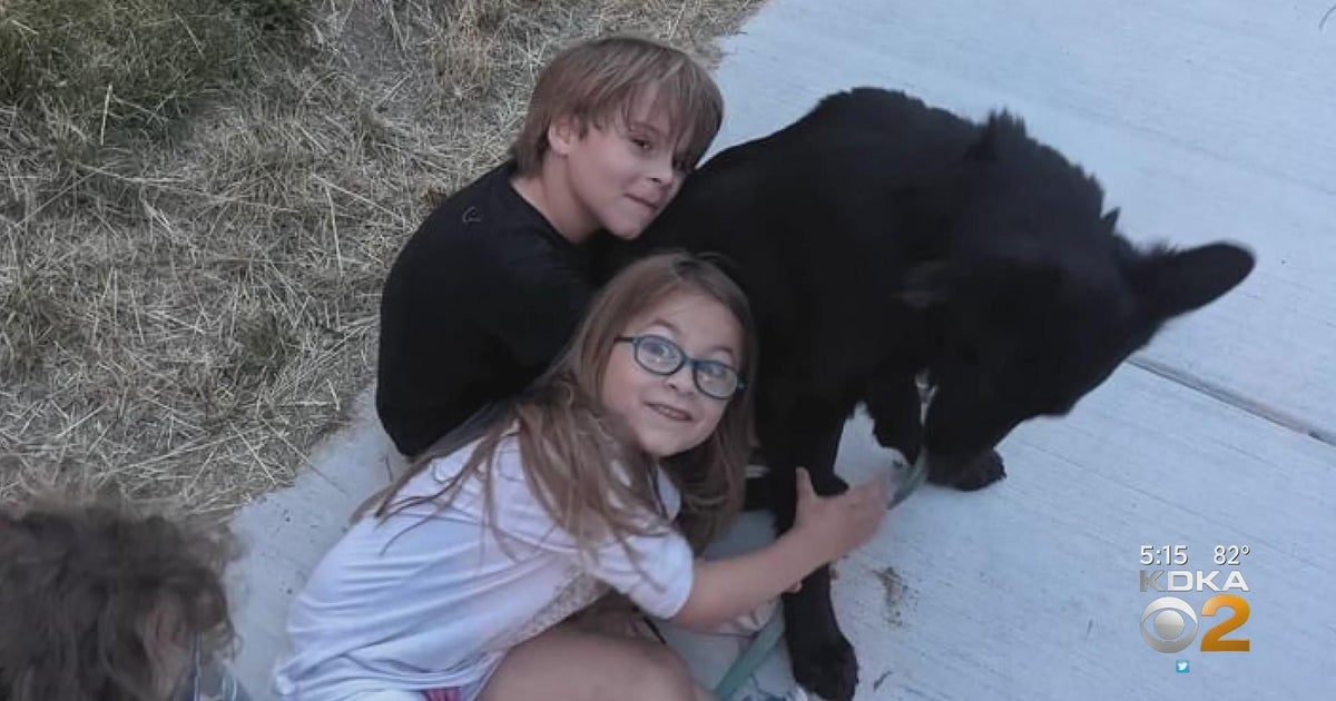 Dog stolen from Westmoreland County home found dead along railroad