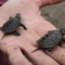 Salmonella outbreak linked to small turtles