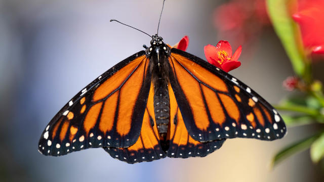 Monarch Butterflies Make a Comback in the West 