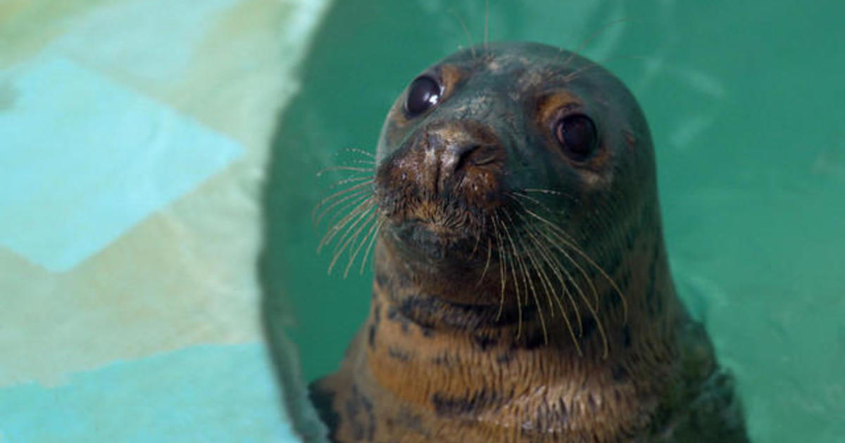 "The animals unfortunately suffer": Marine wildlife experts urge beachgoers to leave animals alone