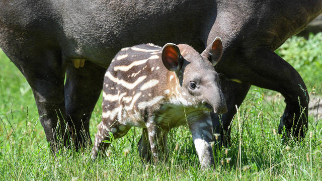 dsc-5017-tapir-calf.jpg 