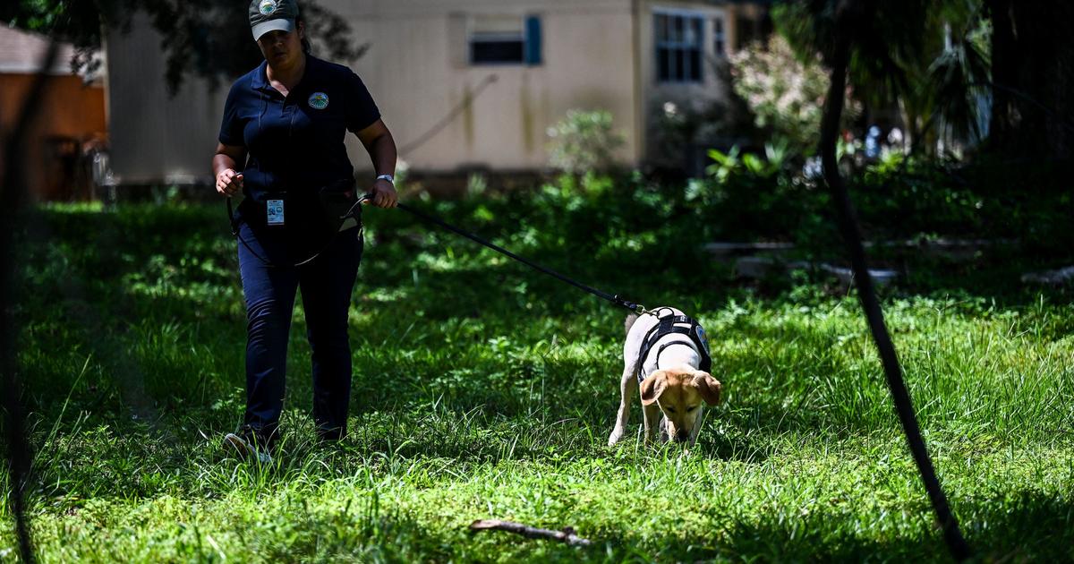 Florida races to catch giant African snails, with the help of sniffer dogs