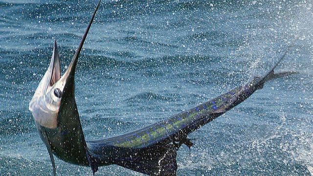 Fishing in the Florida Keys - Sailfish 