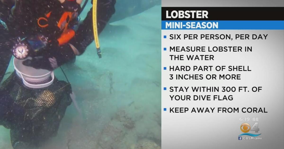 Florida lobster mini season begins Wednesday CBS Miami
