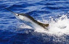 Fishing in the Florida Keys 