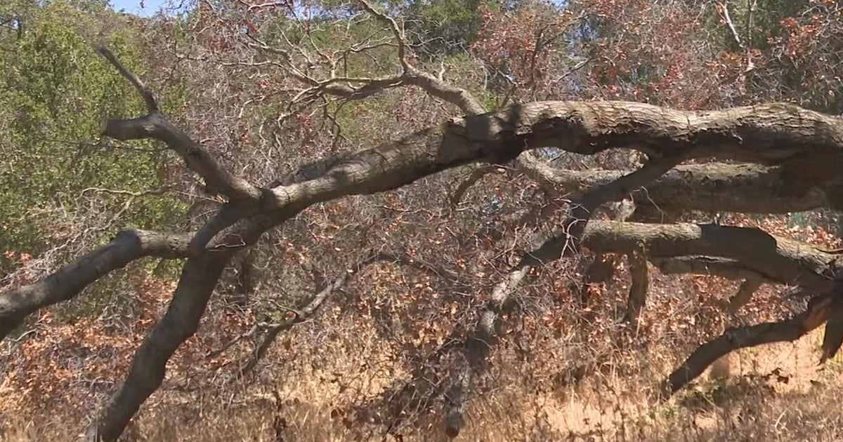 California drought leading to tens of millions of trees dying in state