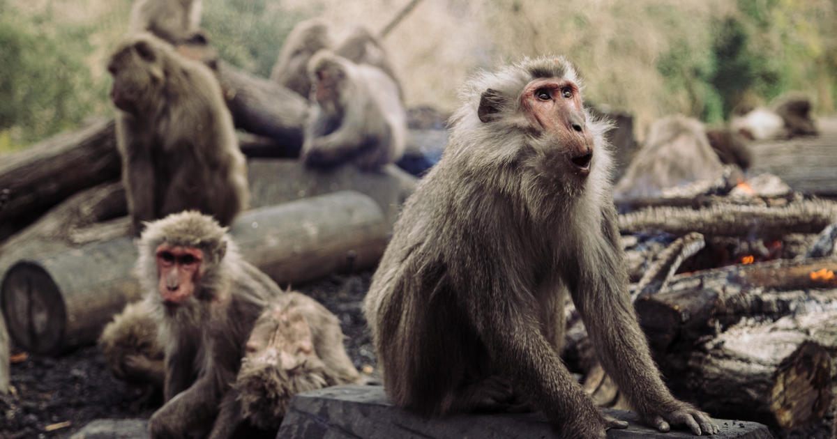 One monkey caught, killed, more sought, after dozens of people