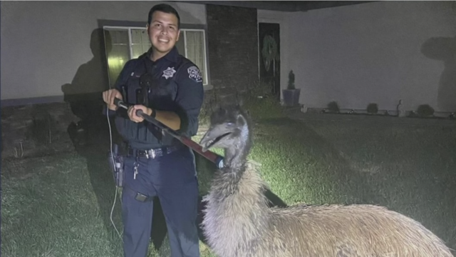 This is a photo of a Modesto Police officer catching an emu 