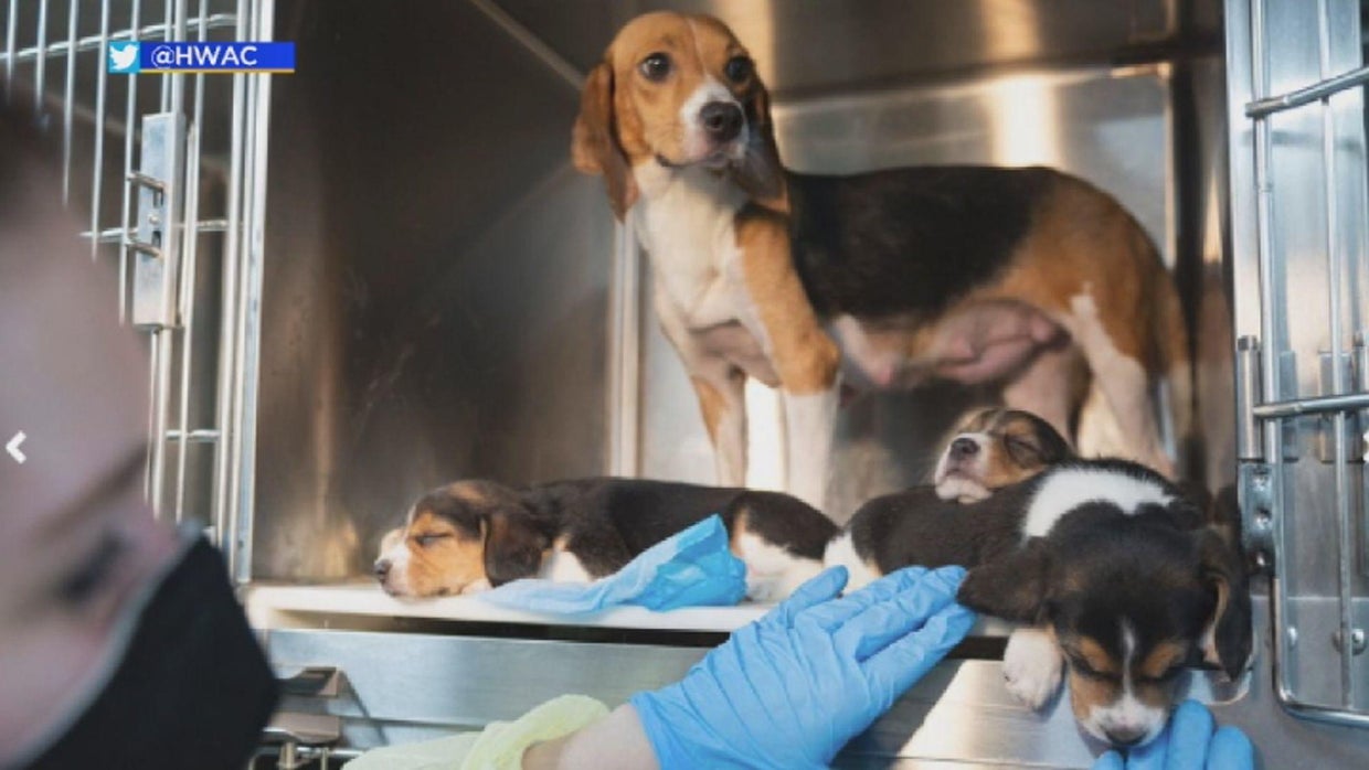 More than 200 beagles arrive to Southern California after being rescued