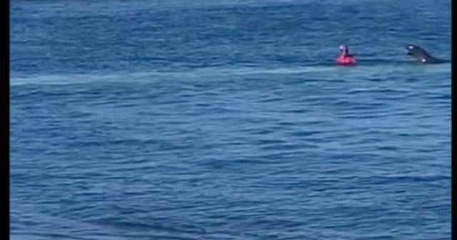 Swimmer attacked by nursing monk seal in Hawaii CBS News(01)