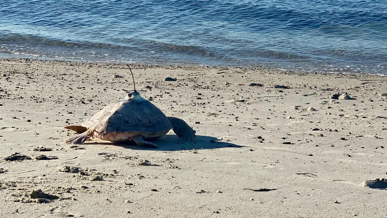 Endangered sea turtle rehabilitated, released off Cape Cod CBS Boston