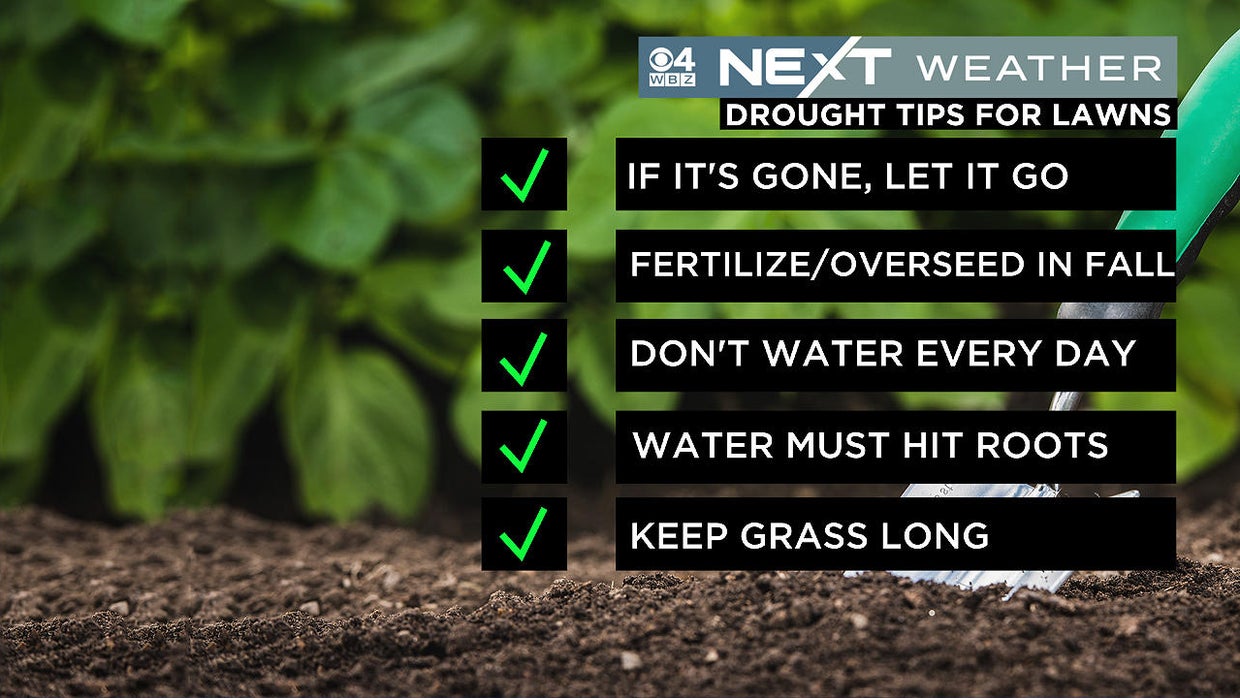 How you can help your lawn and plants survive the drought - CBS Boston