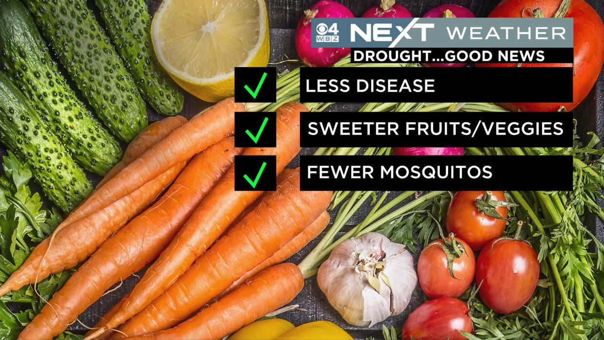 How you can help your lawn and plants survive the drought CBS Boston