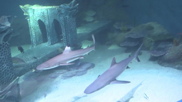 Two sharks swim through an aquarium. 
