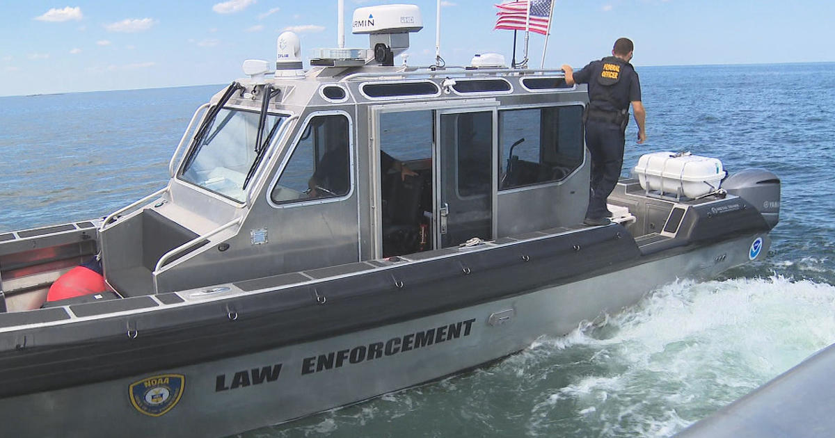 Marine officials step up patrols off Plymouth to keep whales, boaters safe