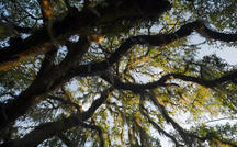 Extended Nature Video: Jekyll Island’s live oaks 