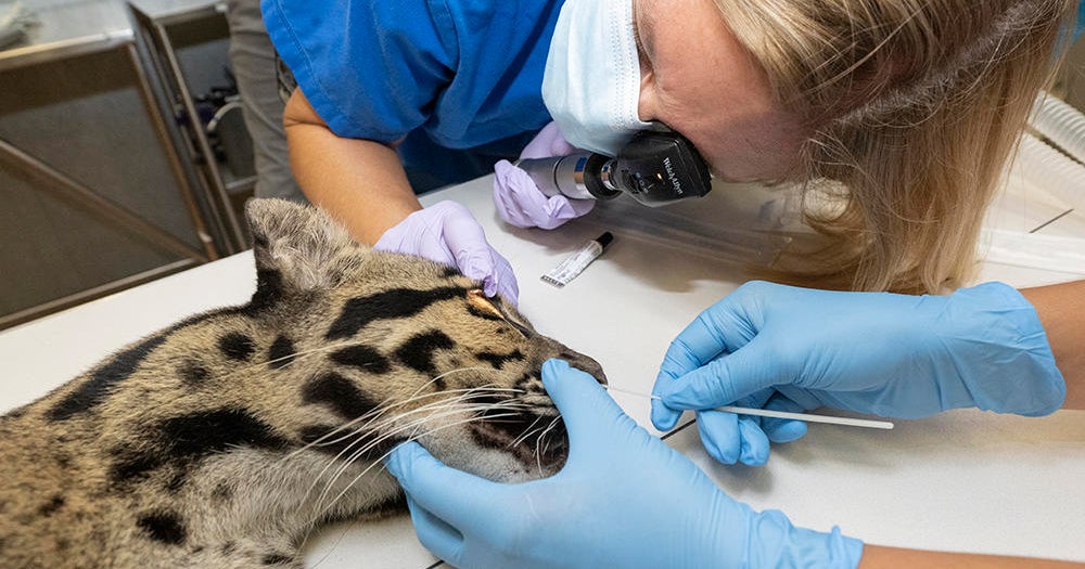 Endangered clouded leopard at Zoo Miami tested for health issue