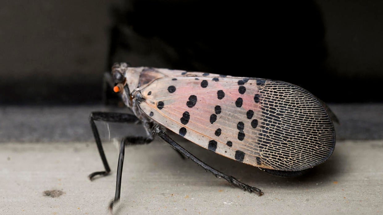 When squashing isn't enough: What to do if you spot a swarm of spotted ...