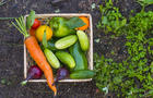 Close up of basket of fresh vegetables on garden soil 