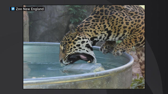 jaguar-ice-block.jpg 