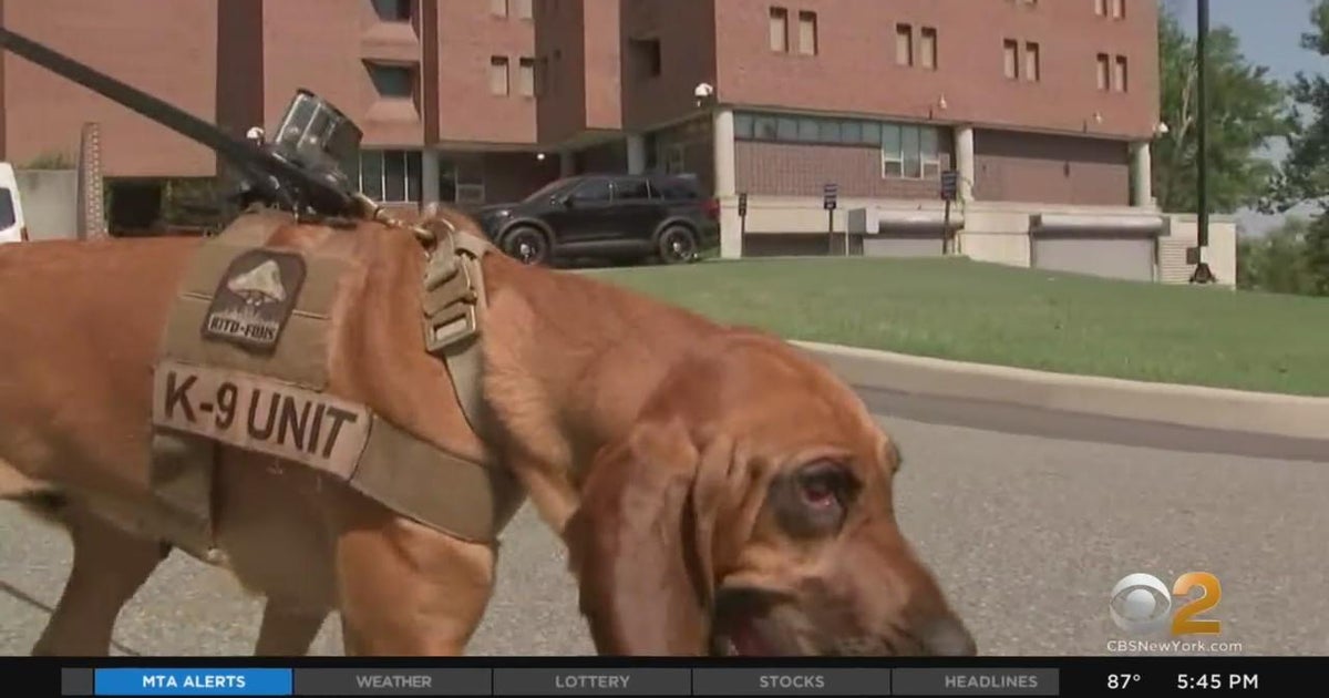 Bloodhound helps find lost boys in Camden County, New Jersey CBS New York