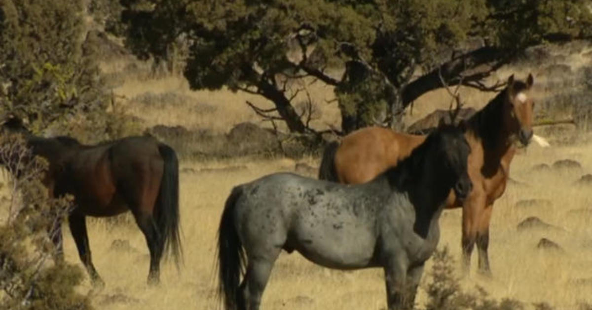 The federal government is corralling 82,000 wild horses from public land