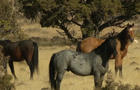 horses-1179579-640x360.jpg 