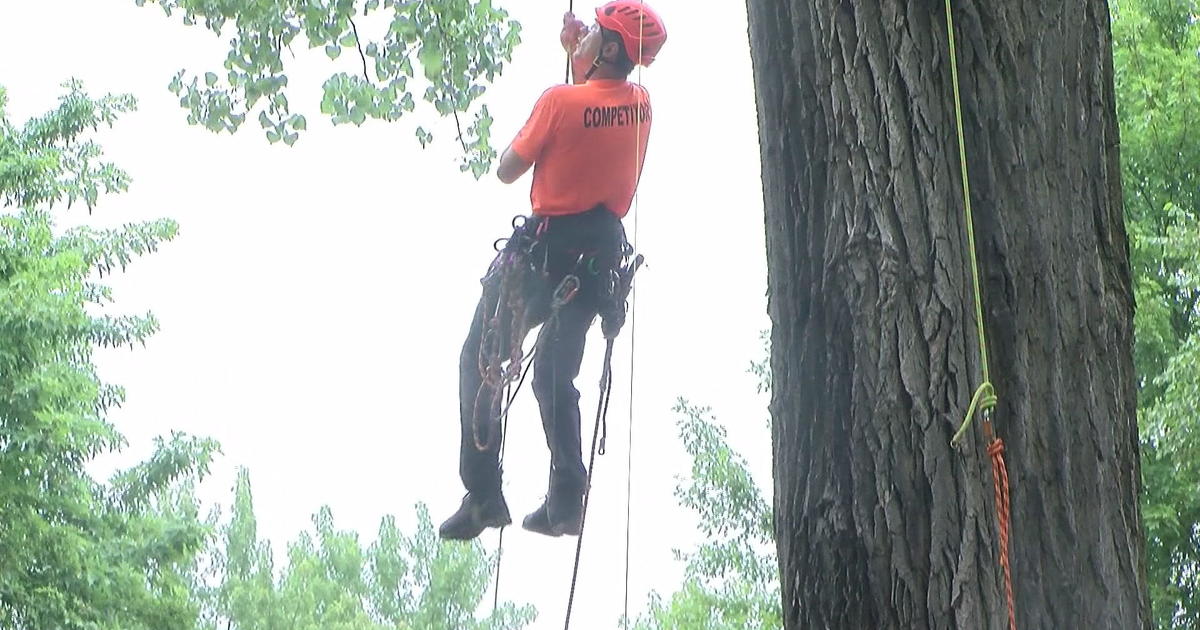 Elite tree climbers compete in St. Paul - CBS Minnesota