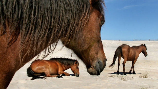 ME-Horses Photos by Michael Williamson NEG#186636 12/13/06: 