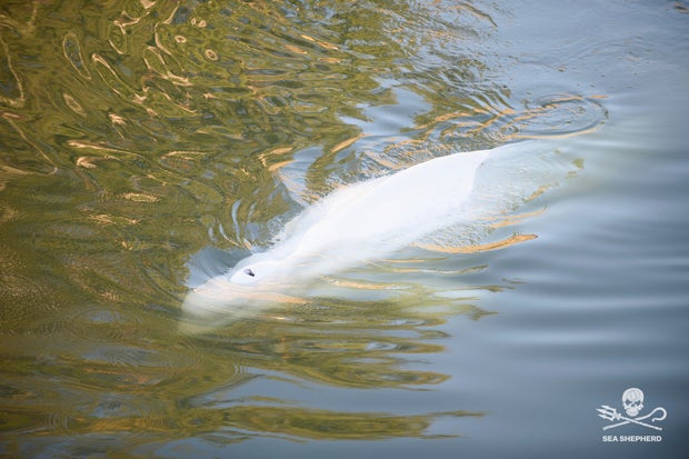 France Whale in Seine 