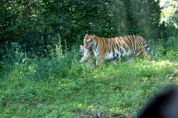 baby-tigers-mn-zoo-3.jpg 