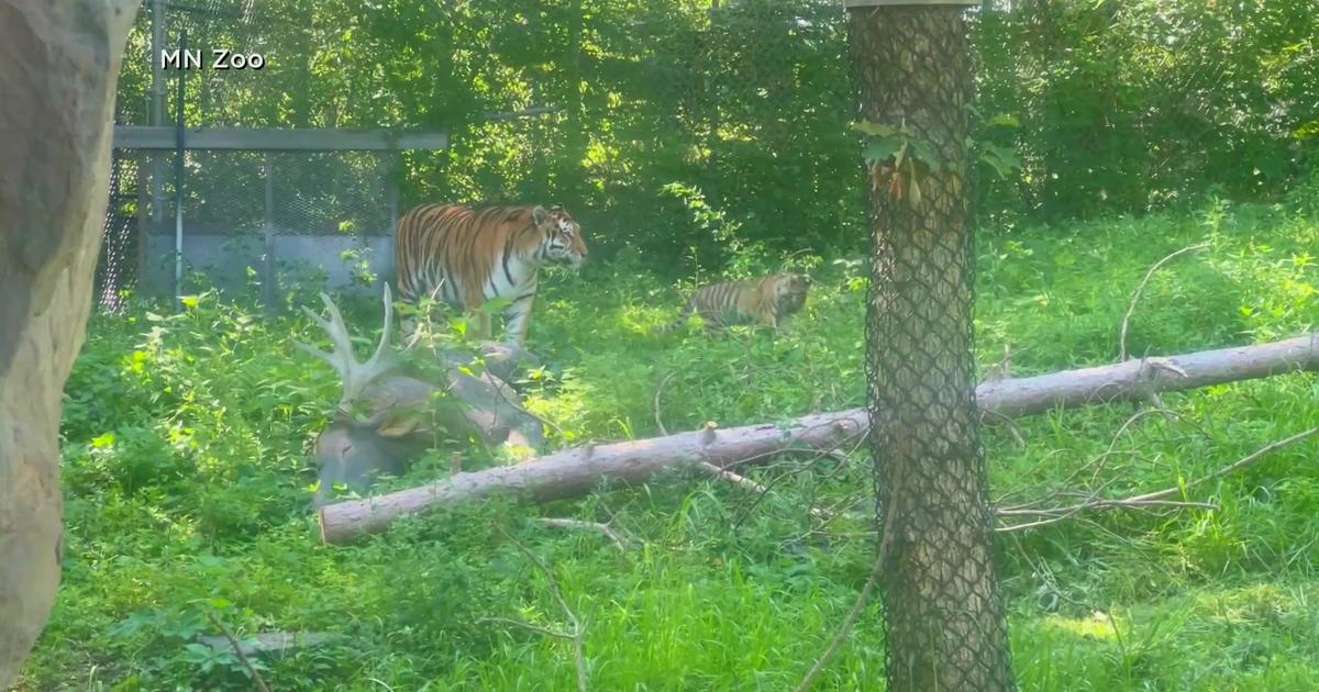 Minnesota Zoo asks for help choosing name for Amur tiger cub - CBS