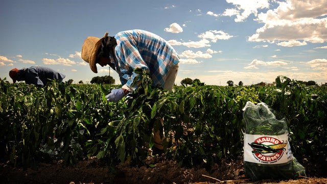 Harvest time at Mauro Farms in Pueblo as they bring in the green chiles. These Anaheim peppers will be going to the Chile Guys on N. Federal Blvd. Pepper harvester Daniel Reza-Garcia, 63, as he picks Anaheim hot peppers. Reza-Garcia has worked at the farm 