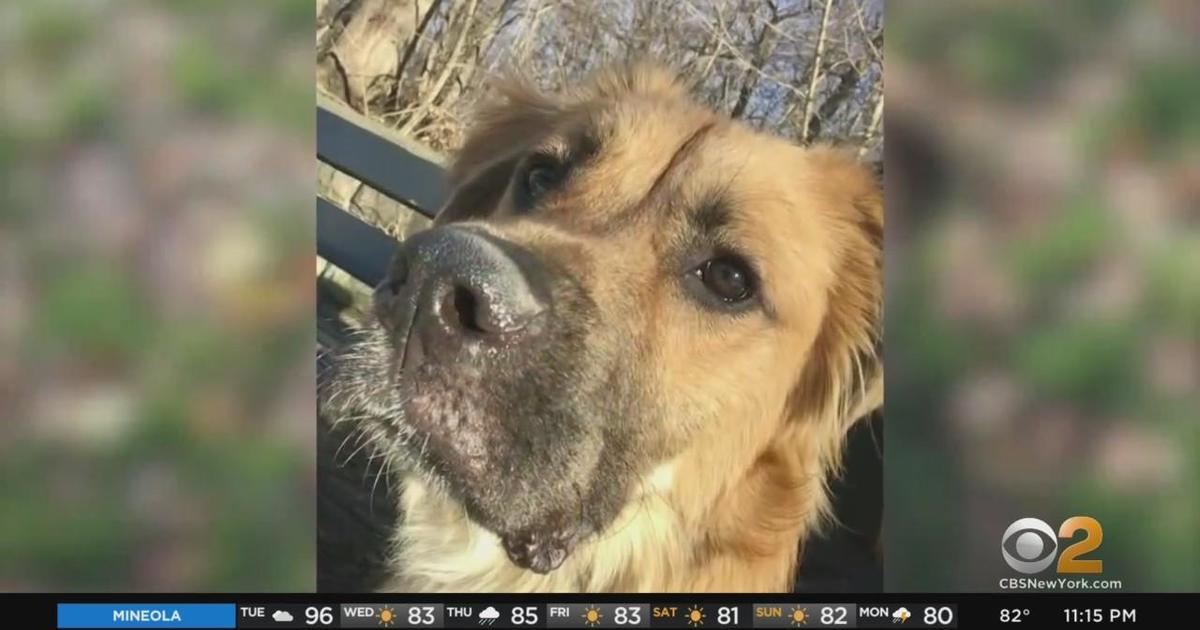 Woman wants justice after she says man attacked her and fatally injured her dog in Prospect Park